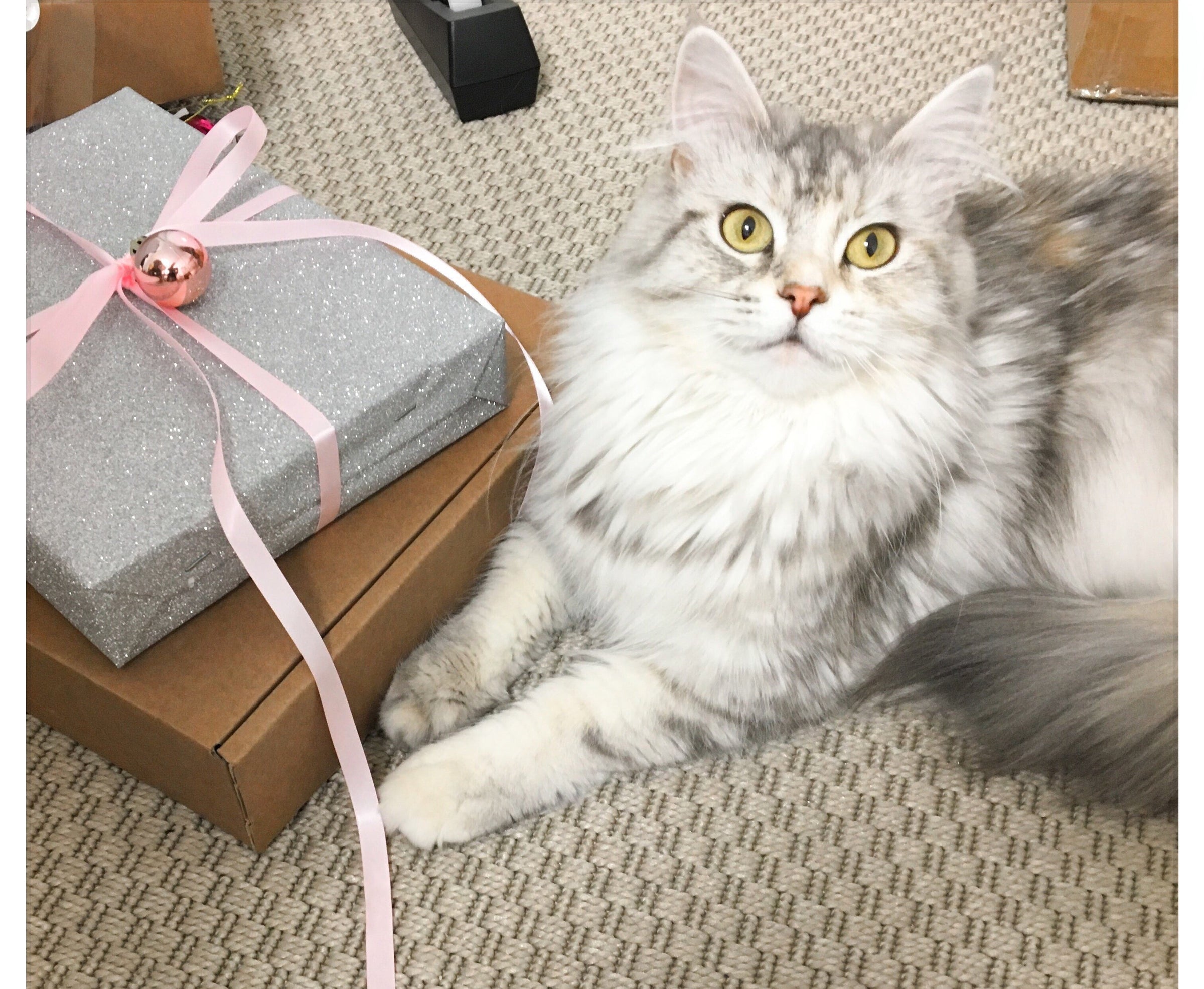 Katze influencer instagram - schmuck kooperation instagram social media affiliate katzenvideo tiara